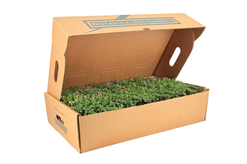 Prato di Thymus serpyllum 'Magic Carpet'