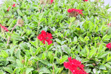 Césped de verbena peruviana