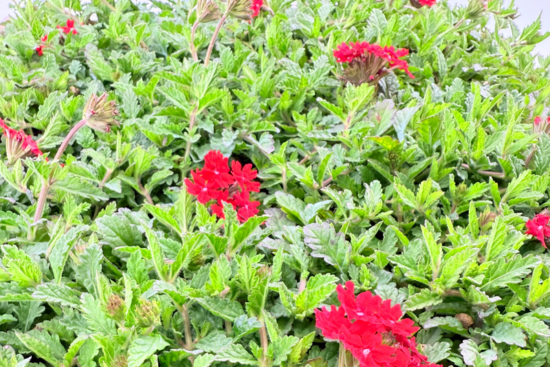 Césped de verbena peruviana