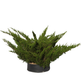 Genévriers chinensis pfizeriana verts - Flatpot
