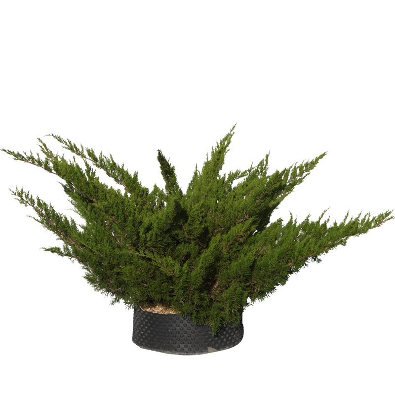 Genévriers chinensis pfizeriana verts - Flatpot