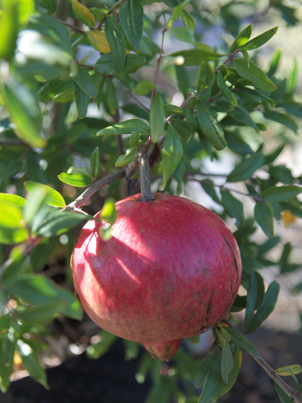 Dettaglio di una pianta di Punica granatum 'Dente di cavallo' 