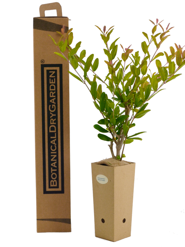 Punica granatum 'Dente di Cavallo'