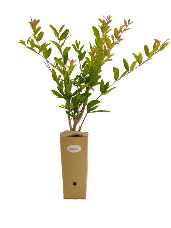 Punica granatum 'Dente di Cavallo'