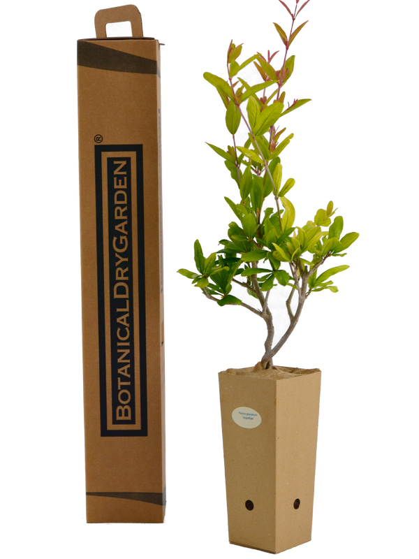 Punica granatum 'Legrelliae'