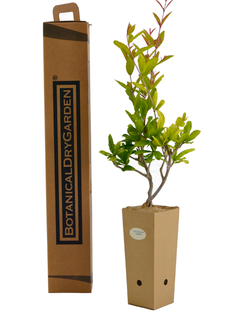 Punica granatum 'Legrelliae'