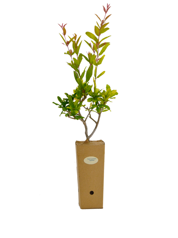Punica granatum 'Legrelliae'