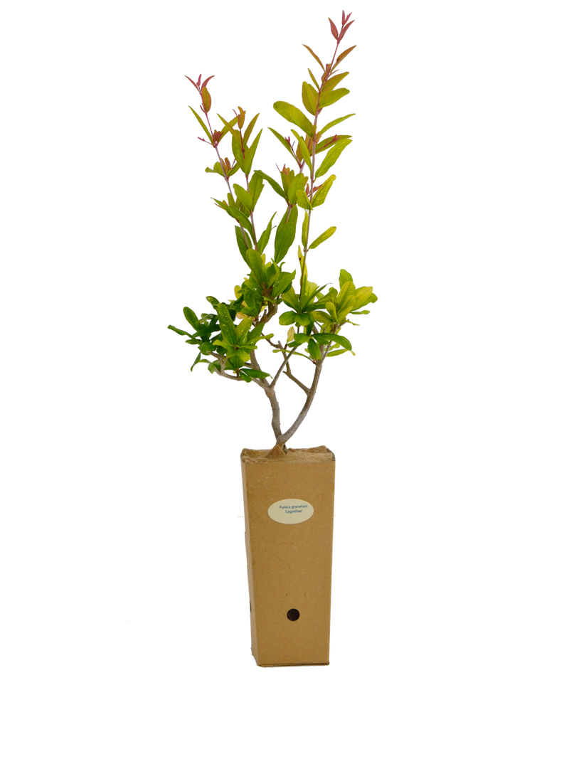 Punica granatum 'Legrelliae'