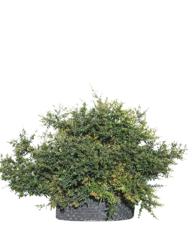 Pianta di Pyracantha x Navaho in vaso R50
