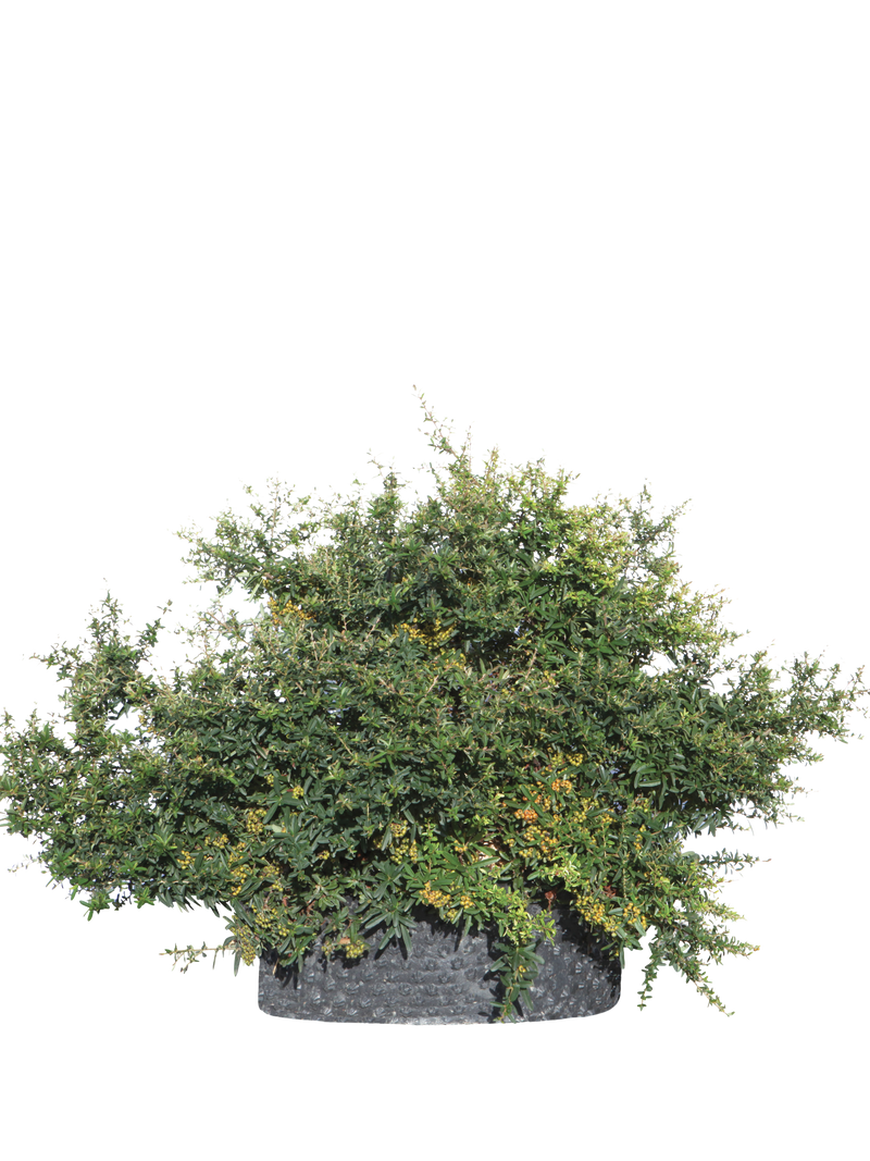 Pianta di Pyracantha x Navaho in vaso R50