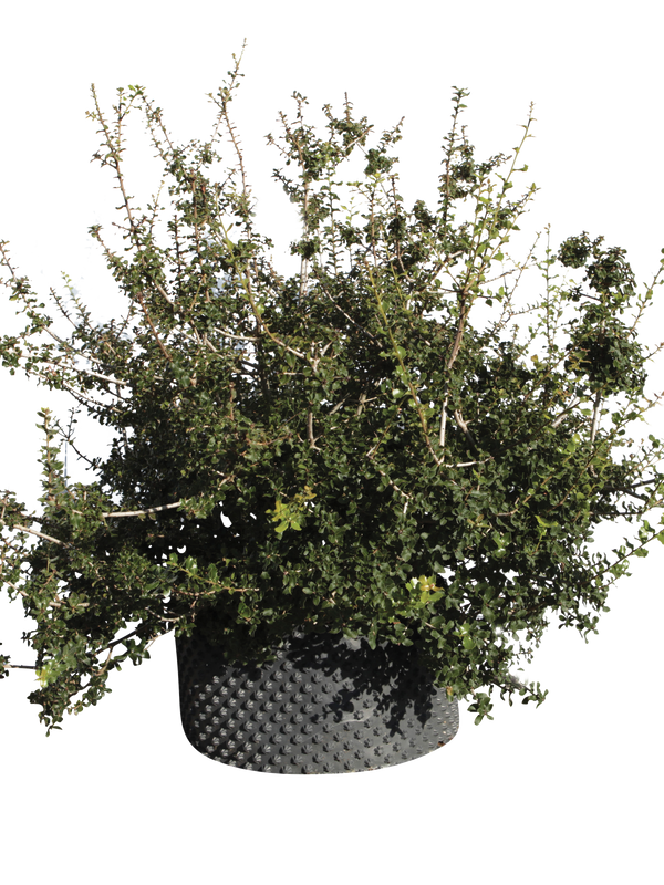 Pianta di Quercus coccifera in vaso R50
