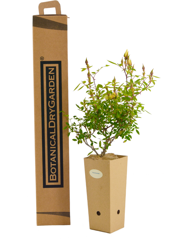 Rosa bracteata
