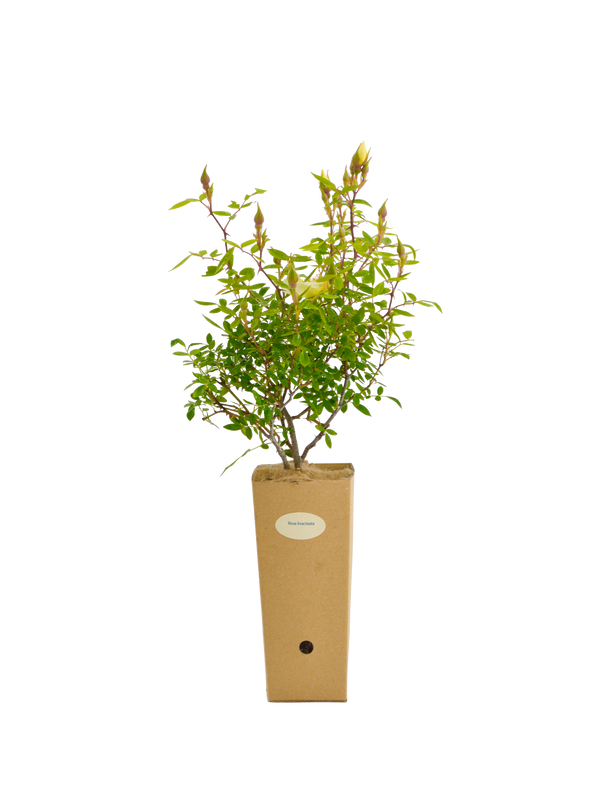 Rosa bracteata