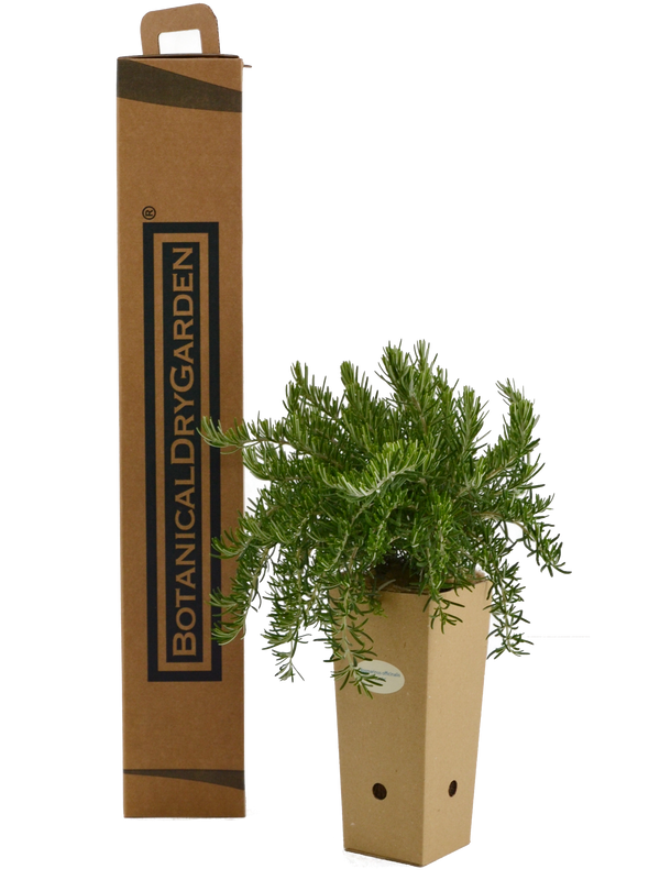 Rosmarinus officinalis 'Boule'