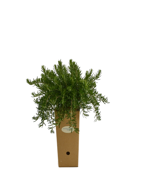 Rosmarinus officinalis 'Boule'
