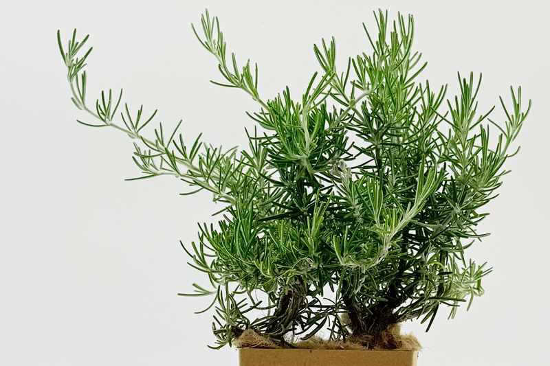 Rosmarinus officinalis 'Fota Blue'