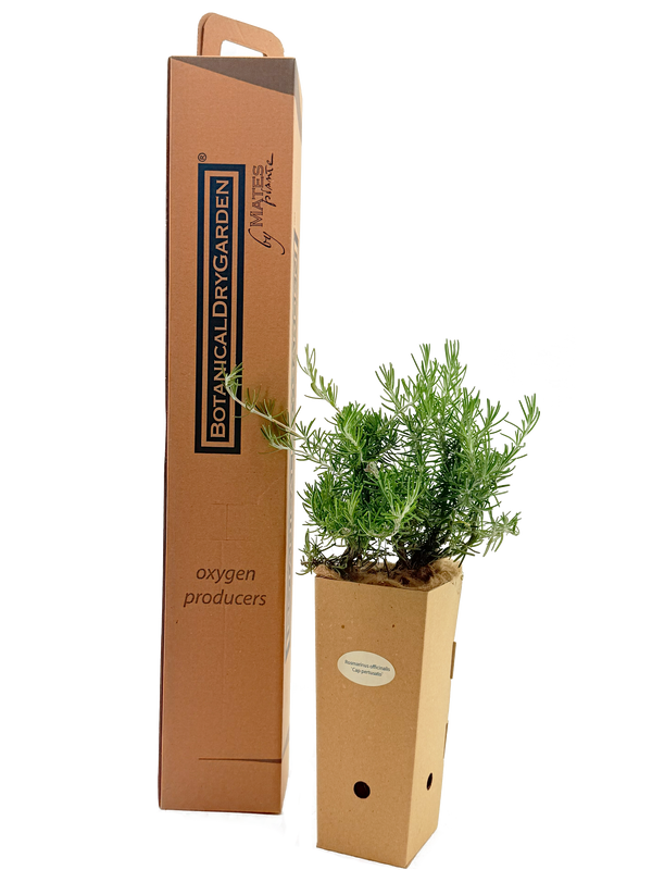 Rosmarinus officinalis 'Fota Blue'