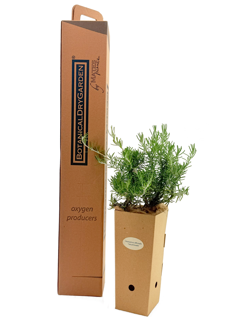 Rosmarinus officinalis 'Fota Blue'