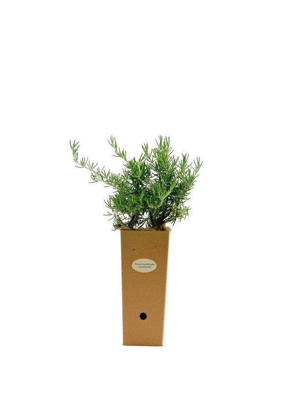 Rosmarinus officinalis 'Fota Blue'