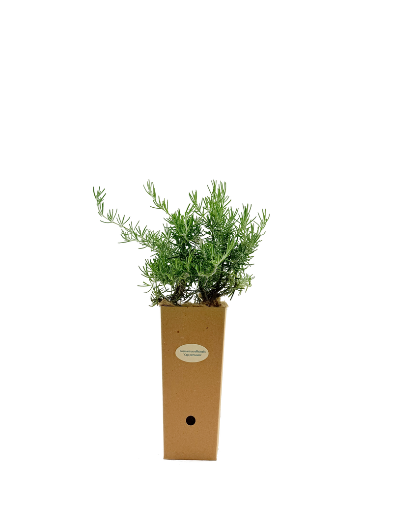 Rosmarinus officinalis 'Fota Blue'