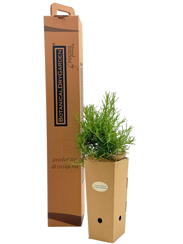 Rosmarinus officinalis 'Fota Blue'