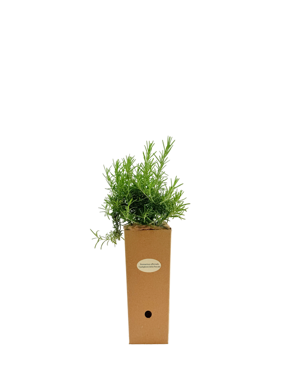 Rosmarinus officinalis 'Fota Blue'