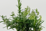 Rosmarinus officinalis 'Duna di Giannella'