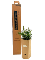 Rosmarinus officinalis 'Duna di Giannella'