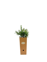 Rosmarinus officinalis 'Duna di Giannella'