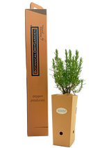 Rosmarinus officinalis 'Duna di Roccamare'