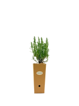 Rosmarinus officinalis 'Duna di Roccamare'