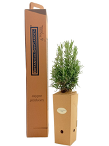 Rosmarinus officinalis 'Gorizia'