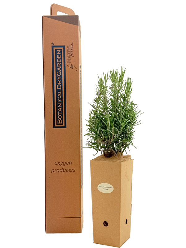 Rosmarinus officinalis 'Gorizia'
