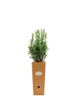 Rosmarinus officinalis 'Gorizia'