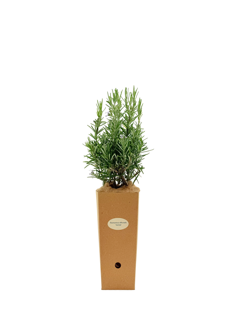 Rosmarinus officinalis 'Gorizia'