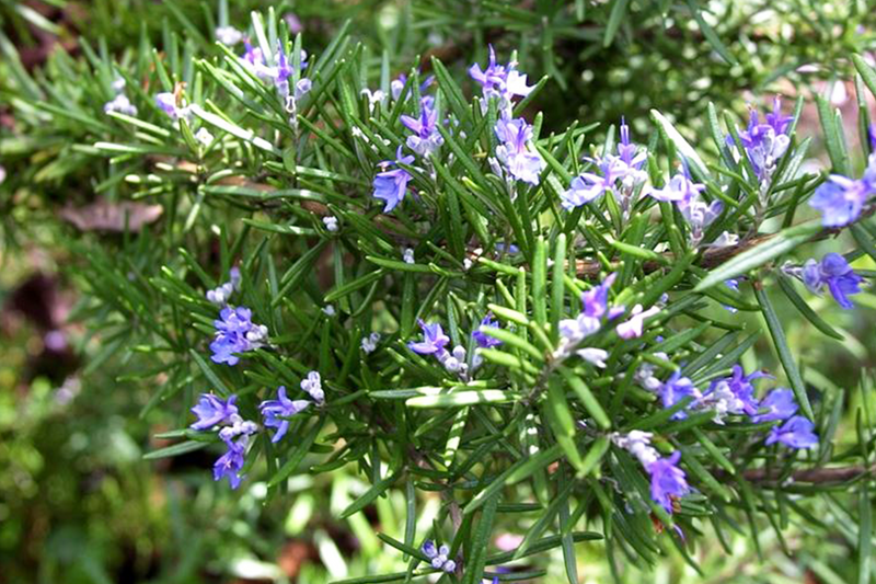 Rosmarinus officinalis 'Fota Blue'