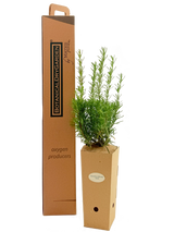 Rosmarinus officinalis 'Fota Blue'