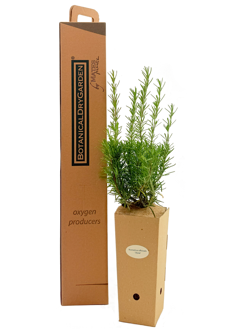 Rosmarinus officinalis 'Fota Blue'