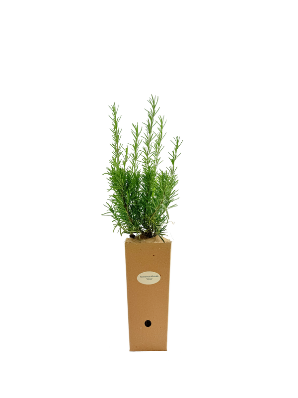 Rosmarinus officinalis 'Fota Blue'