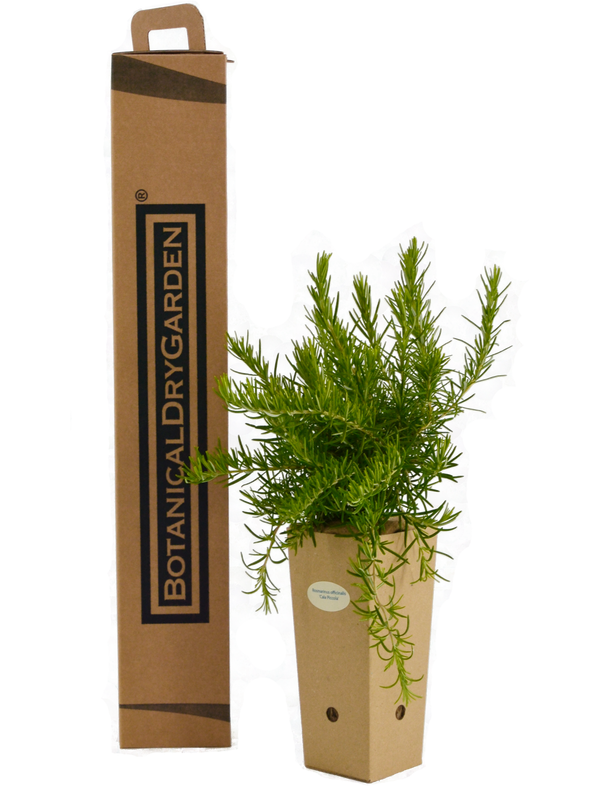 Rosmarinus officinalis 'Cala Piccola'