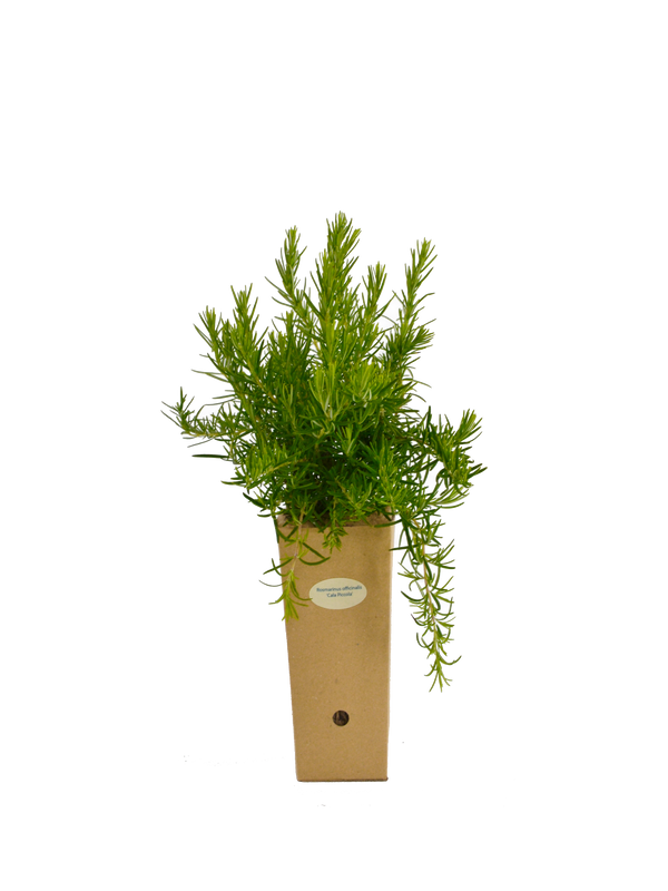 Rosmarinus officinalis 'Cala Piccola'