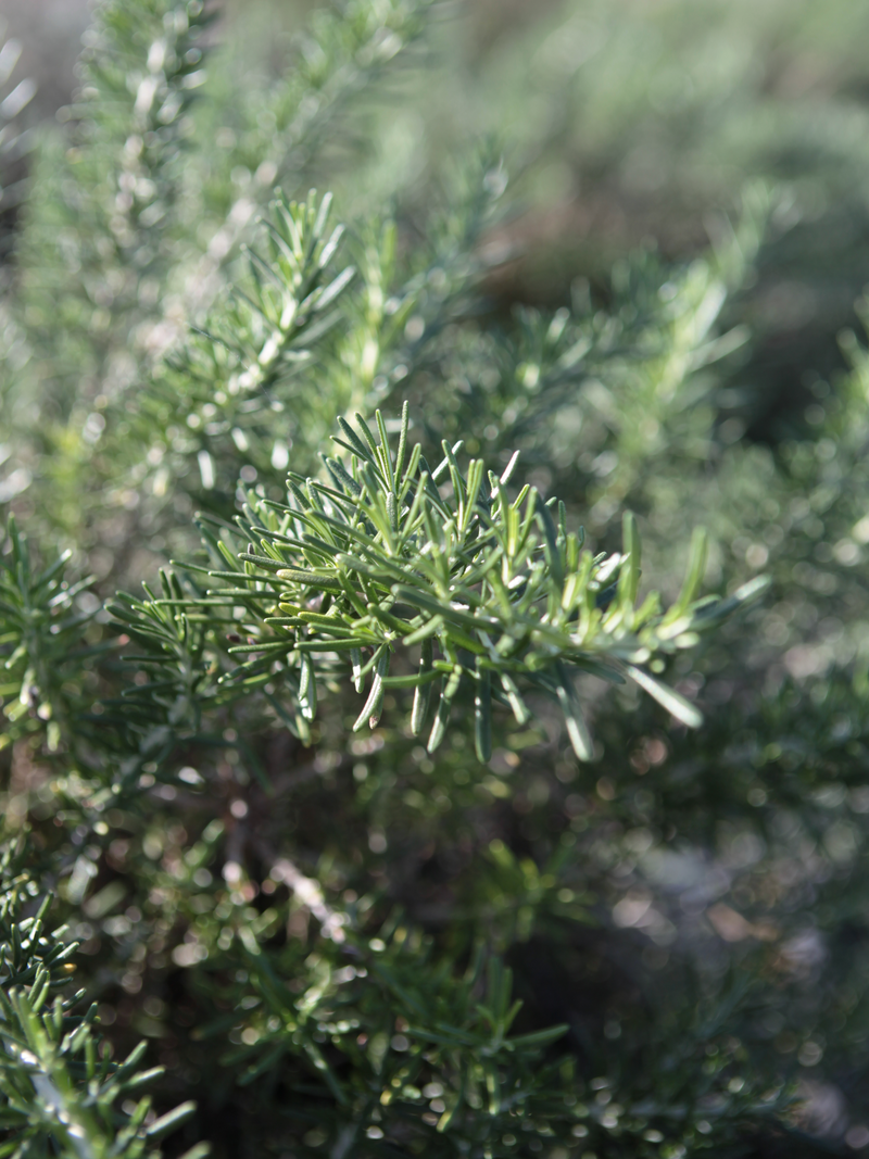 Dettaglio di una pianta di Rosmarinus officinalis 'Boule'