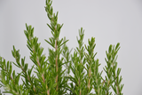 Rosmarinus officinalis 'Lavandulaceus'