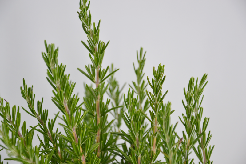 Rosmarinus officinalis 'Lavandulaceus'