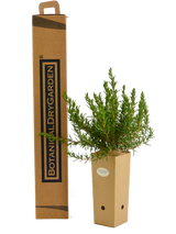 Rosmarinus officinalis 'Lavandulaceus'