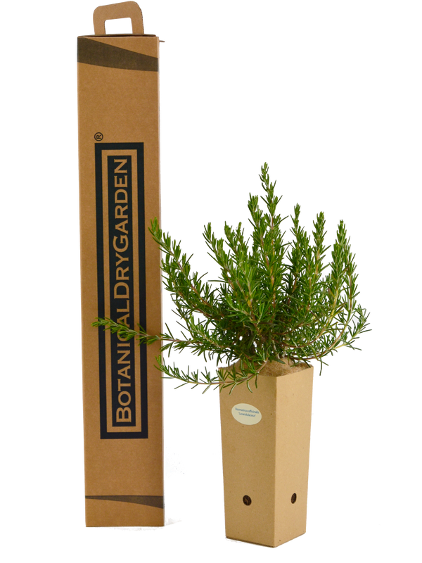 Rosmarinus officinalis 'Lavandulaceus'
