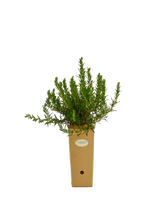 Rosmarinus officinalis 'Lavandulaceus'