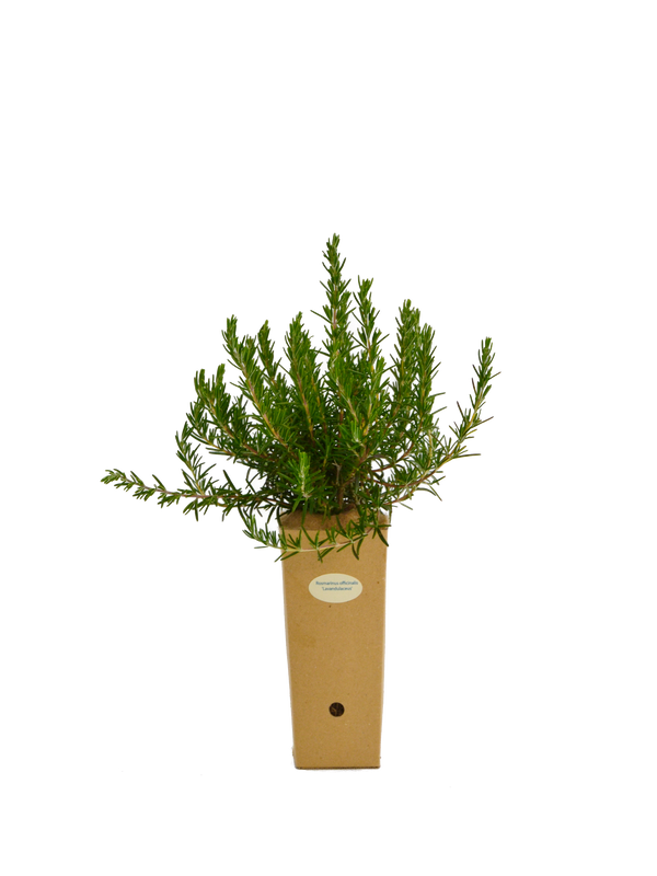 Rosmarinus officinalis 'Lavandulaceus'