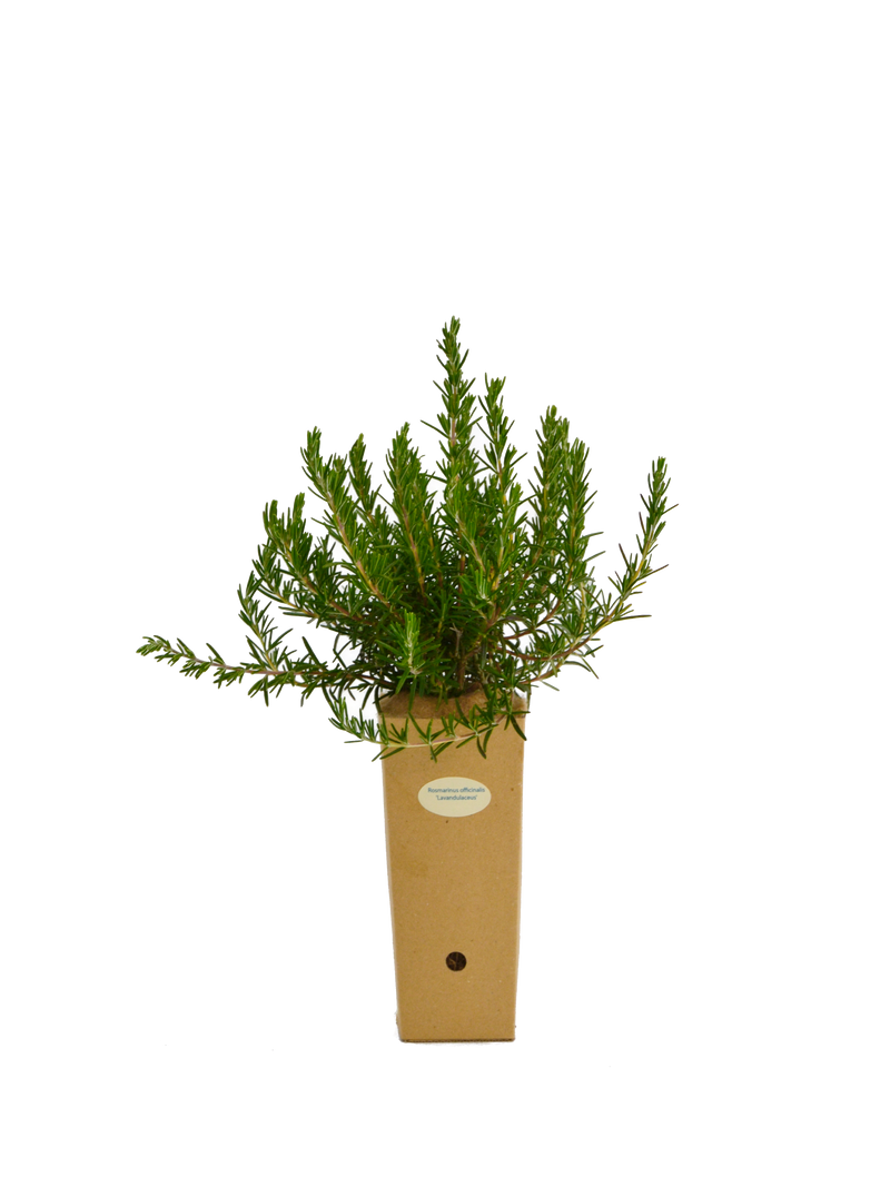 Rosmarinus officinalis 'Lavandulaceus'