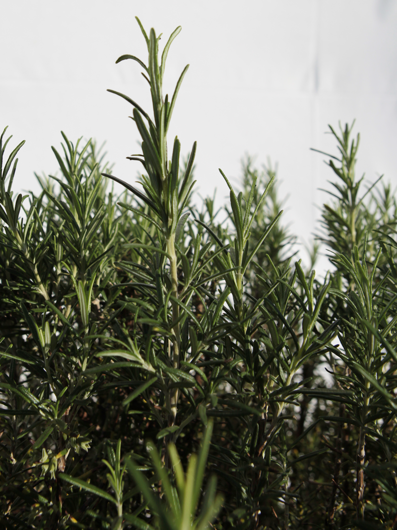 Dettaglio di una pianta di Rosmarinus officinalis 'Pyramidalis'